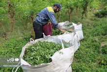 پرداخت تسهیلات ۴ درصد برای احیای باغات چای رها شده