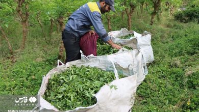 گزارش تصویری از برداشت چای بهاره از باغات گیلان