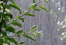بارش باران در نوار شمالی کشور