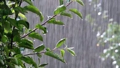 بارش باران در نوار شمالی کشور