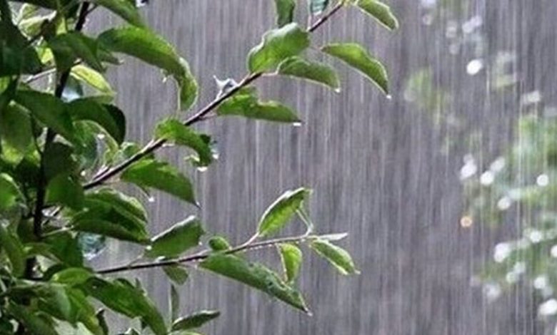 بارش باران در نوار شمالی کشور