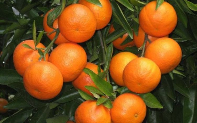 پرتقال های نارنجیرنگ در این موقع سال سالم نیستند