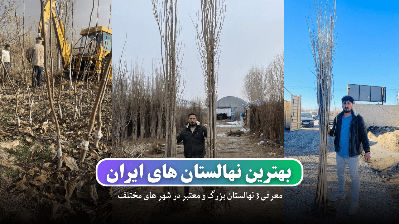 بهترین نهالستان‌های ایران: معرفی 3 نهالستان معتبر