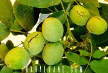 3 نهال گردو با باردهی 300 کیلویی؛ رویای درآمد دلاری برای کشاورزان ایرانی!