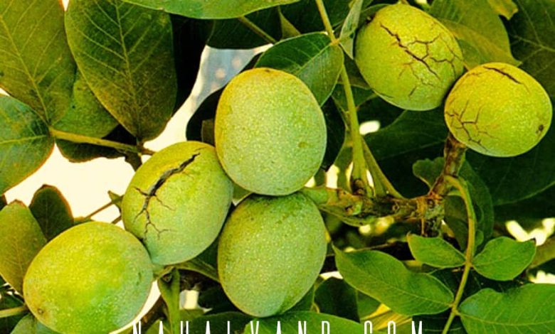 3 نهال گردو با باردهی 300 کیلویی؛ رویای درآمد دلاری برای کشاورزان ایرانی!
