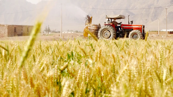 اقتصاد روستایی و لزوم تنوع بخشی آن