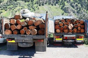 قاچاق چوب و تخریب جنگل ها 