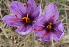 بهترین زعفران ایران مال کجاست؟ ‌[بهترین برند زعفران کدام است؟]