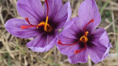 بهترین زعفران ایران مال کجاست؟ ‌[بهترین برند زعفران کدام است؟]