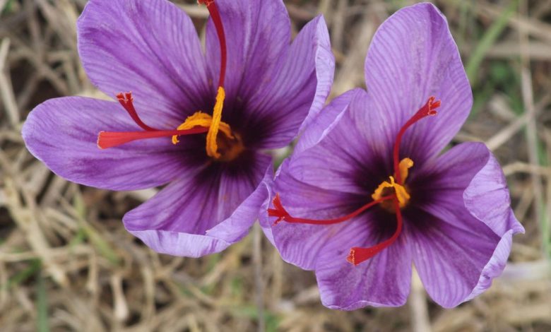 بهترین زعفران ایران مال کجاست؟ ‌[بهترین برند زعفران کدام است؟]