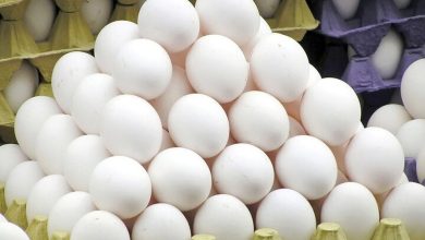 صادرات تخم‌مرغ با هدف حمایت از تولیدکنندگان انجام می‌شود