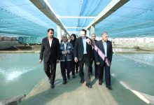 «مجتمع قرهبرون» در منطقه آزاد مازندران؛ نمونهای موفق از زنجیره کامل تولید تا صادرات در بخش شیلات