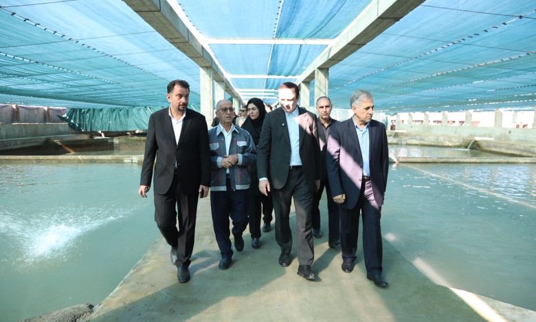 «مجتمع قره‌برون» در منطقه آزاد مازندران؛ نمونه‌ای موفق از زنجیره کامل تولید تا صادرات در بخش شیلات