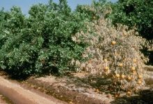 هدر رفت ۳ میلیارد متر مکعبی سالانه آب و زیان ۲ میلیارد دلاری در باغات