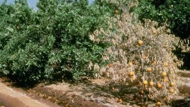 هدر رفت ۳ میلیارد متر مکعبی سالانه آب و زیان ۲ میلیارد دلاری در باغات