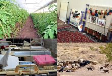 کارآفرینی روستایی از ارکان اساسی توسعه پایدار