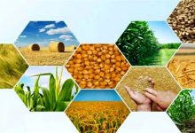 ۴۰ درصد تولیدات کشاورزی کشور به ضایعات تبدیل می‌شود