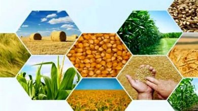 ۴۰ درصد تولیدات کشاورزی کشور به ضایعات تبدیل می‌شود